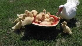 养鸭吃瓜,绿色生态养殖新风尚