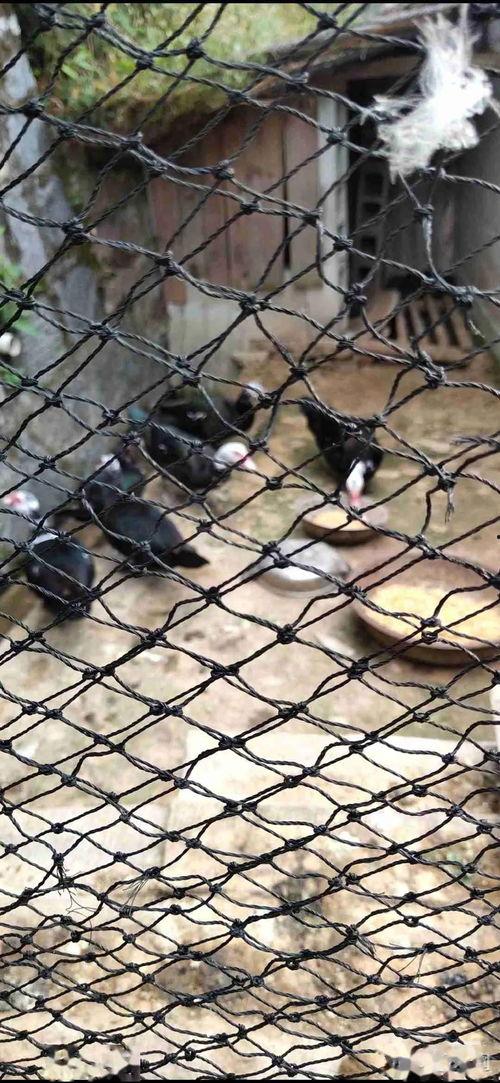 养鸭吃瓜,绿色生态养殖新风尚