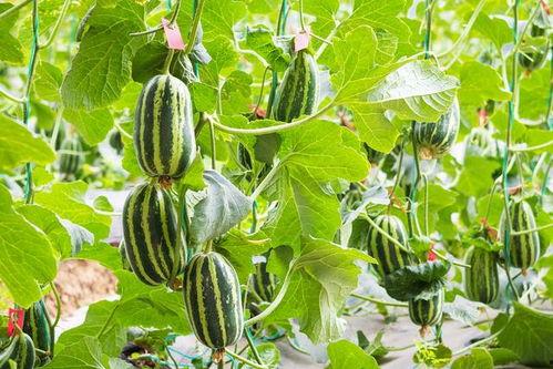 景谦吃瓜,揭秘娱乐圈背后的那些事儿