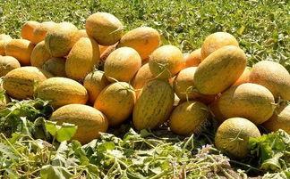 吃哈密瓜嘴角烂了,嘴角烂了需注意