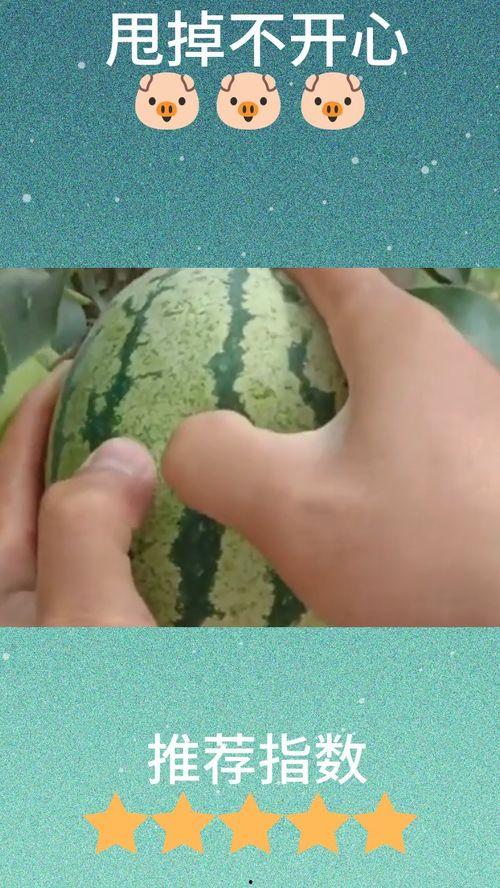 嫩狗头瓜怎么吃,探索美味与营养的完美结合