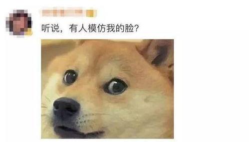 嫩狗头瓜怎么吃,探索美味与营养的完美结合