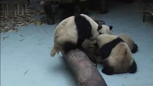 吃瓜看熊猫视频,吃瓜看熊猫，欢乐无限
