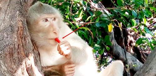 演员演猴子吃瓜图片,欢乐无限