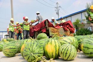 郓城利民街吃瓜,夏日吃瓜盛宴，品味民俗风情