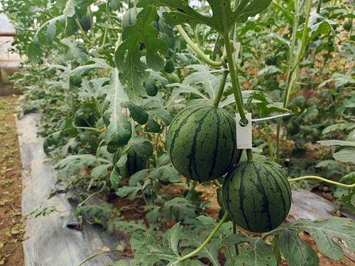 吃瓜网五一官网,吃瓜网官网带你畅游美食盛宴！