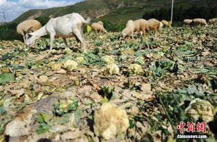 农村吃蜜瓜喂羊