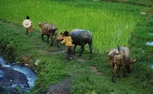 农村吃蜜瓜喂羊