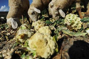 农村吃蜜瓜喂羊