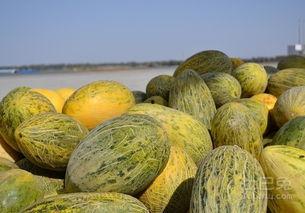 戈壁金蛋蜜瓜怎么吃,解锁夏日甜蜜新食尚