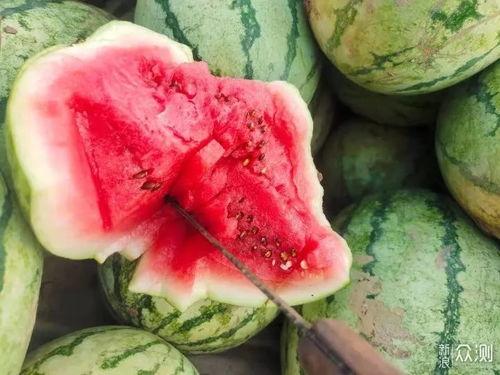 吃瓜干货,吃瓜干货大放送！