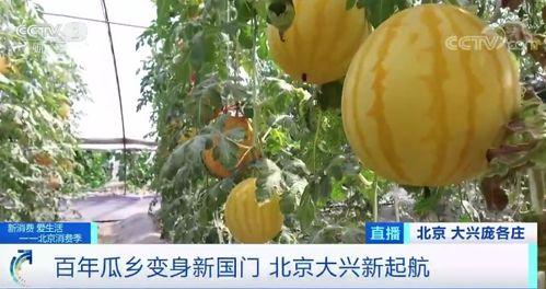 中央花园吃瓜,瓜香四溢，邻里共享欢乐时光