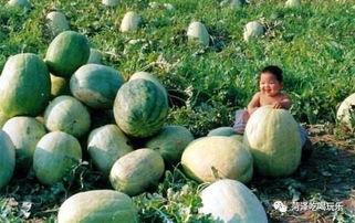 二细吃瓜,揭秘娱乐圈幕后故事