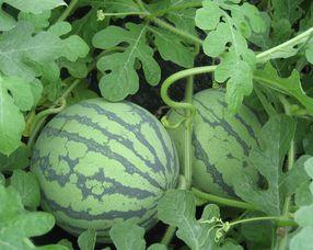 鹏瓜孕妇可以吃,营养美味两不误