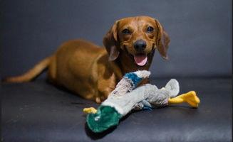 绿色瓜狗可以吃吗,探究其安全性及适口性