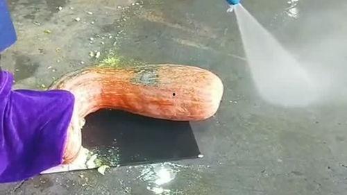 水枪吃瓜,夏日吃瓜新风尚