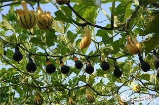 树下吃瓜拍照图片,定格夏日美好时光