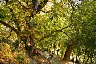 树下吃瓜拍照图片,定格夏日美好时光