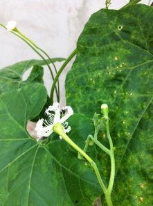 吃瓜的瓜花,揭秘吃瓜群众的趣味生活