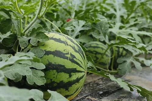 吃瓜的瓜花,揭秘吃瓜群众的趣味生活