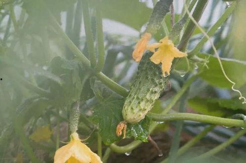 吃瓜的瓜花,揭秘吃瓜群众的趣味生活