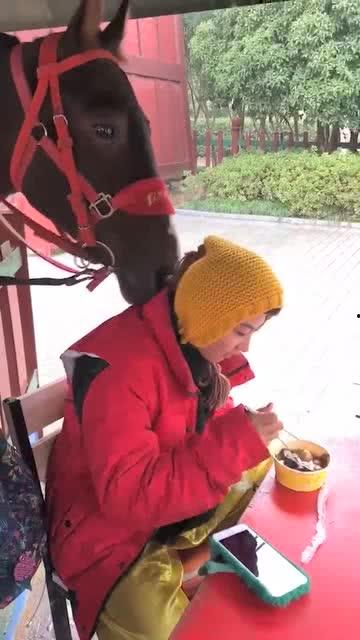 马姑娘吃瓜,马姑娘的瓜田奇遇记