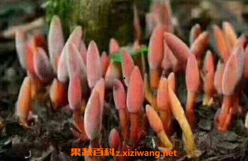 鹿出血吃瓜,吃瓜群众如何解读神秘现象