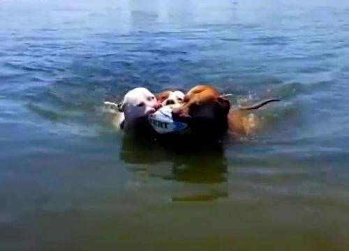 鹿出血吃瓜,吃瓜群众如何解读神秘现象