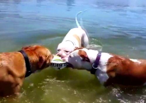 鹿出血吃瓜,吃瓜群众如何解读神秘现象