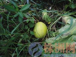 丢的烂瓜长出的瓜可以吃吗,探究从丢弃烂瓜长出的瓜是否可食用