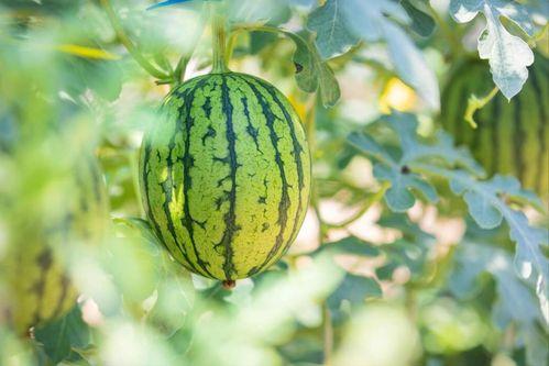 蜜露瓜如何吃才好吃,解锁最佳食用秘诀