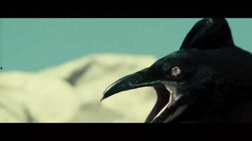 乌鸦吃瓜名场面,一场意想不到的“瓜界”风云