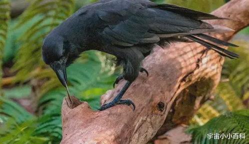 乌鸦吃瓜名场面,一场意想不到的“瓜界”风云