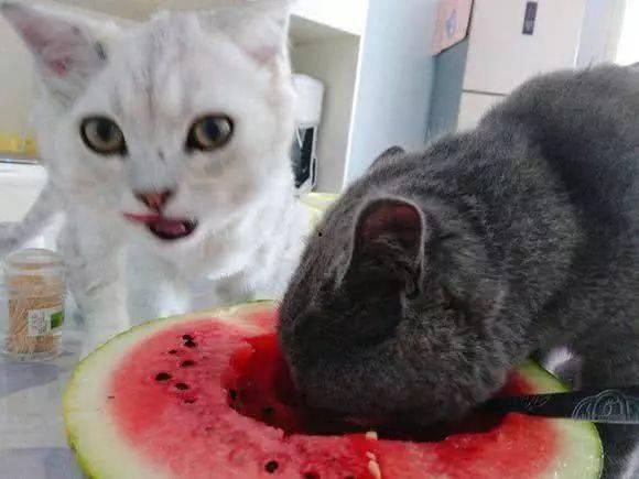 星星猫吃瓜