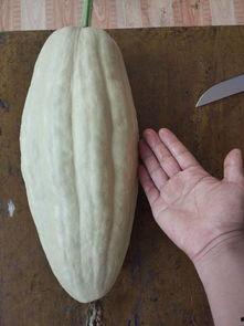 小瓜叶子怎么吃,家常美味的新尝试