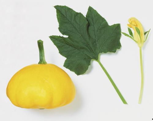 小瓜叶子怎么吃,家常美味的新尝试