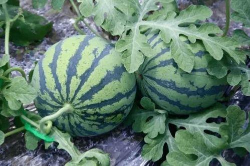 2020吃的什么瓜,年度热点事件回顾