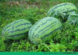 春天吃哪三瓜,春季必吃的三种瓜果