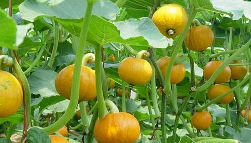 春天吃哪三瓜,春季必吃的三种瓜果