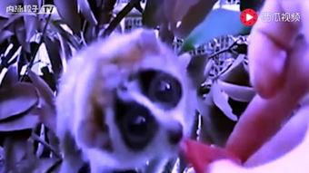 pvz吃瓜大赛视频