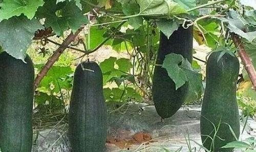 不花民宿吃瓜,吃瓜也能畅游美好时光