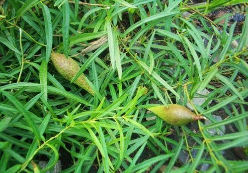 小野草吃瓜,揭秘娱乐圈幕后故事