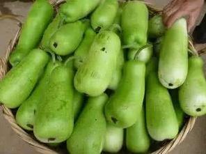 常吃的葫芦瓜,营养美味，健康生活新选择