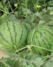 西安理性吃瓜事件,网络舆论的冷静反思与启示