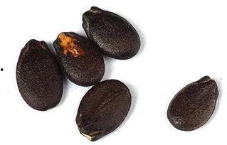 吃瓜吞刀片,揭秘吃瓜吞刀片的极限挑战