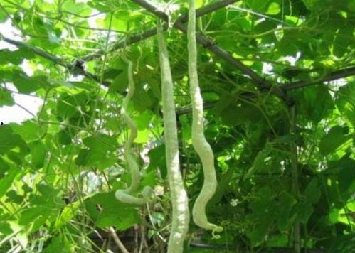 哺乳期可以吃蛇瓜吗,营养与安全并重