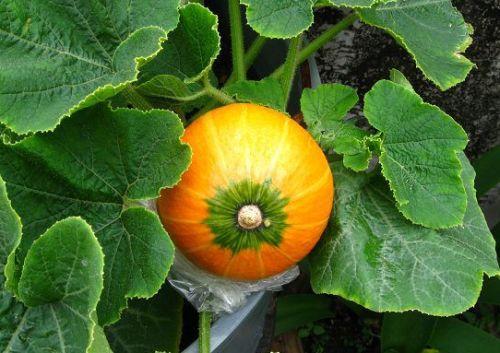 哺乳期可以吃蛇瓜吗,营养与安全并重