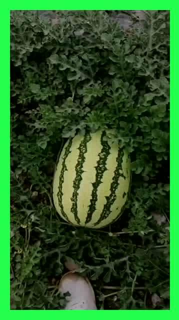 我天天吃瓜116,揭秘娱乐圈那些事儿