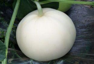 病人可以吃梨瓜吗,适合病患食用的健康水果选择