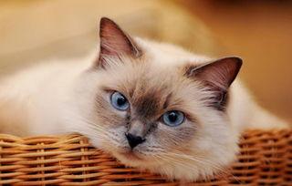 吃瓜的布偶猫,萌态可掬的美食探索之旅